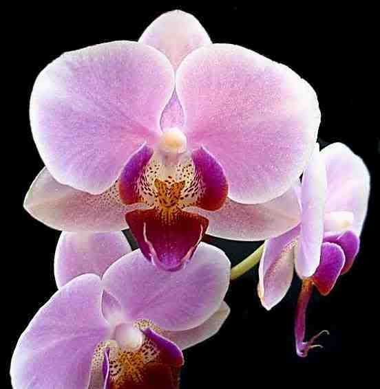 Orchid Pictures, Images and Photos