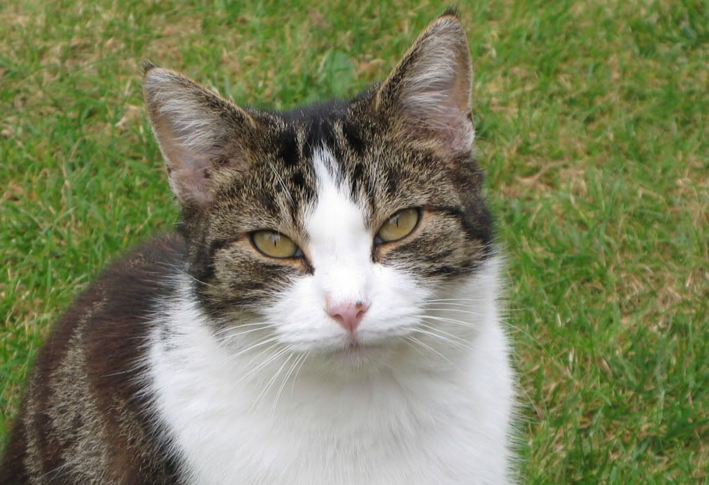 IMAGE: http://i291.photobucket.com/albums/ll281/Biffo58/IMG_0022.jpg