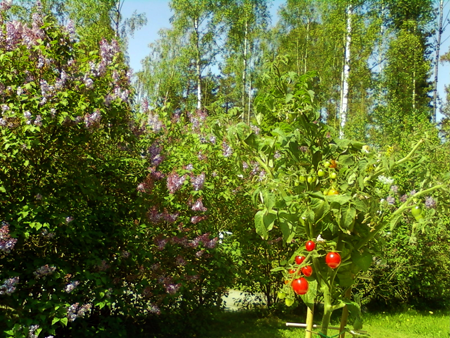 Click image to see full size (opens in this window) İmage