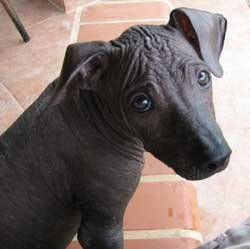 hairlessdog.jpg