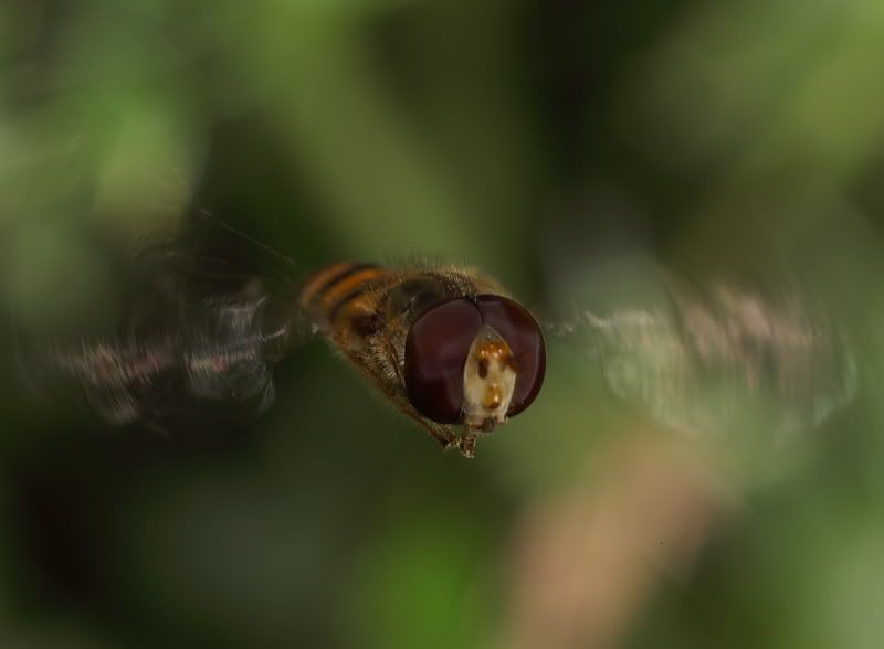 Fotografie