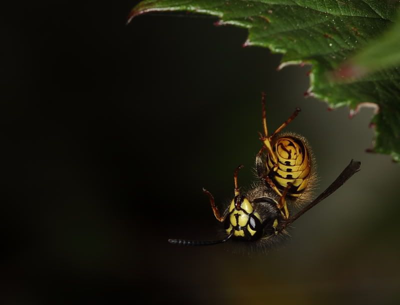 Fotografie