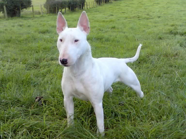 ENGLISH BULL TERRIER - Big Game Hunting - The Hunting Life