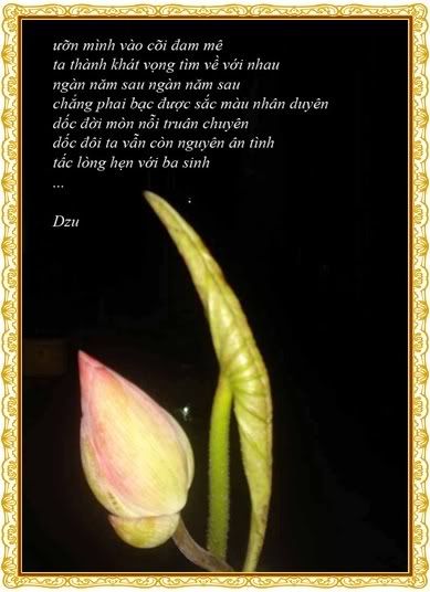 lotus.hotinhtam