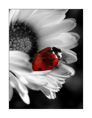 Ladybug hideout Pictures, Images and Photos