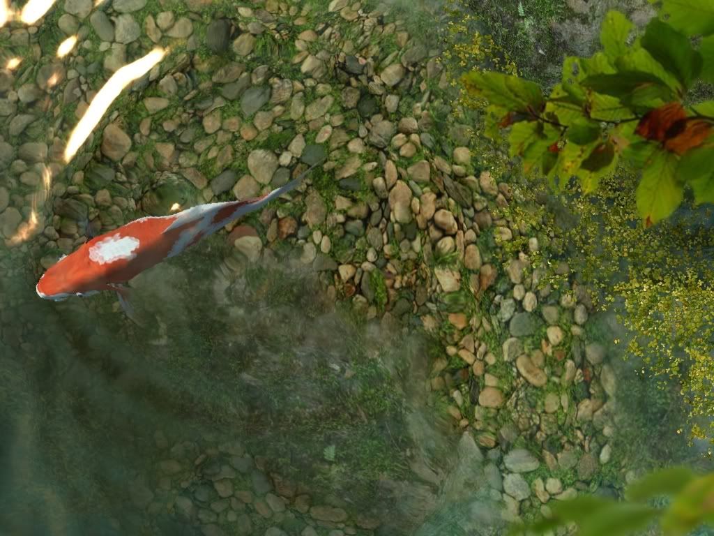 Koi Fish 3D Screensaver 2008