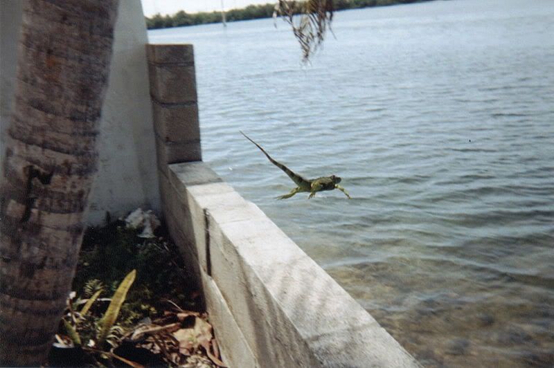 800px-Divingiguana.jpg