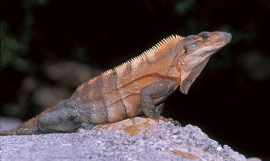 Ctenosaura20similis20C.jpg