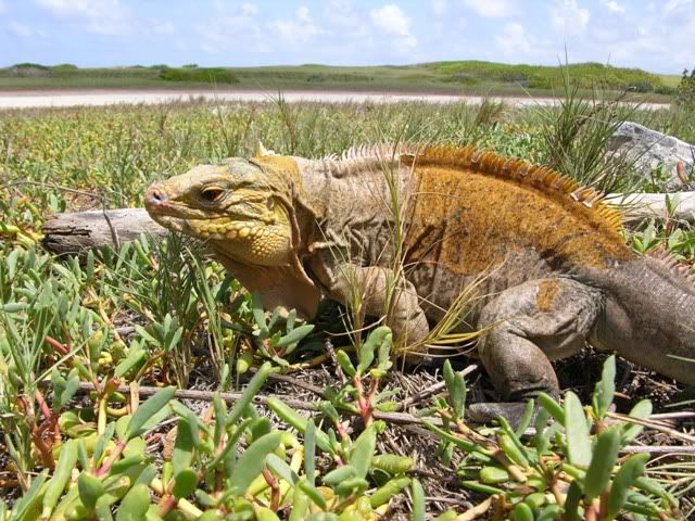 Cyclura_rileyi_rileyi_Low_Cay_2004_.jpg