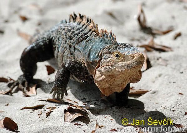 black-iguana--ctenosaura-similis-5.jpg