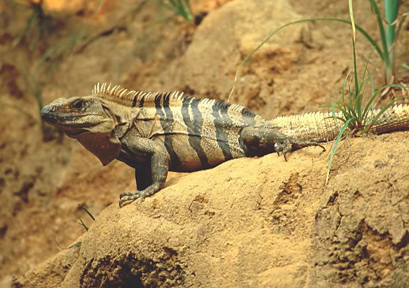 ctenosaurasimilis1.jpg