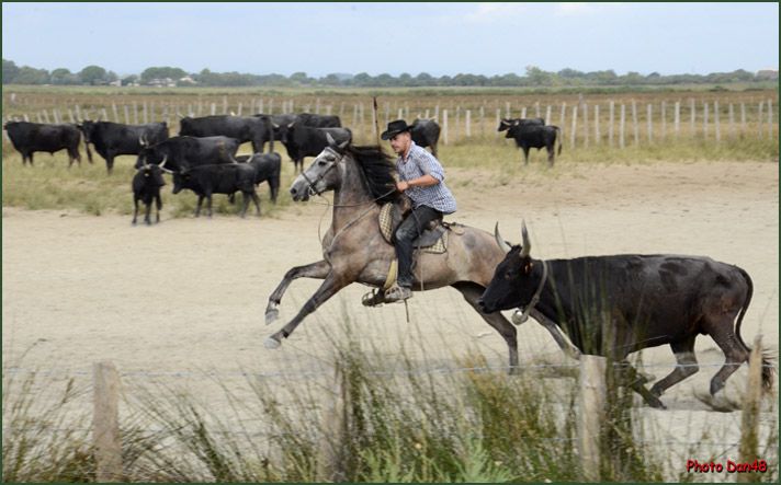 http://i291.photobucket.com/albums/ll288/danyblog/album1/Camargue_zps31eb7544.jpg