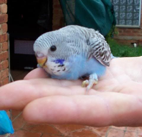 blue3.jpg
