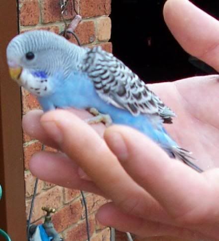 bluey.jpg