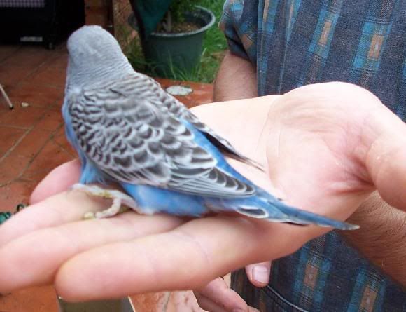 bluey2.jpg