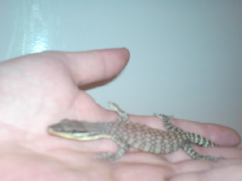 Kimberly Rock Monitor