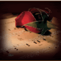 music and rose Pictures, Images and Photos