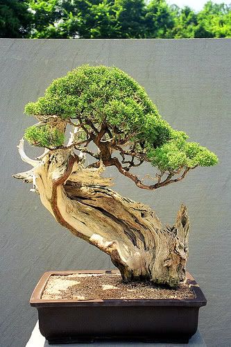 bonsai bunjin