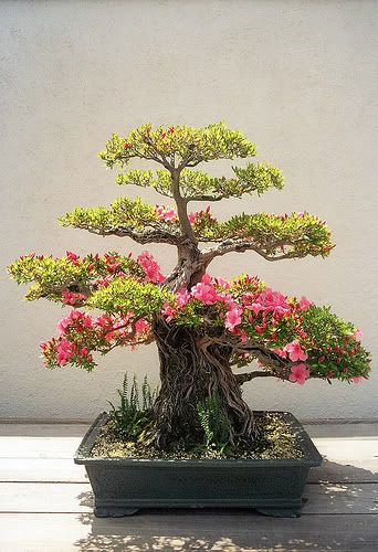 bonsai chokkan