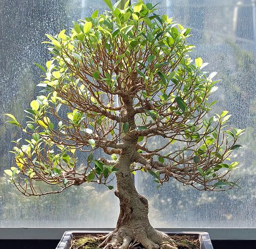 bonsai hokidashi