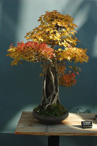 bonsai ishitsuki