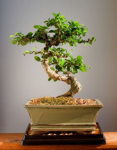 bonsai moyogi