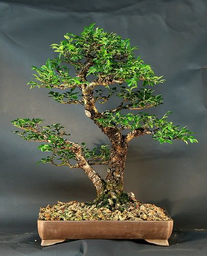 bonsai sokan