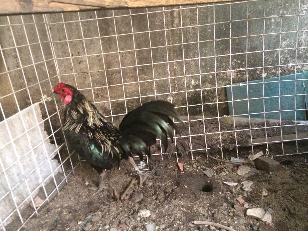 Gà Tre Tuyển Giá Hạt Dẻ - 7