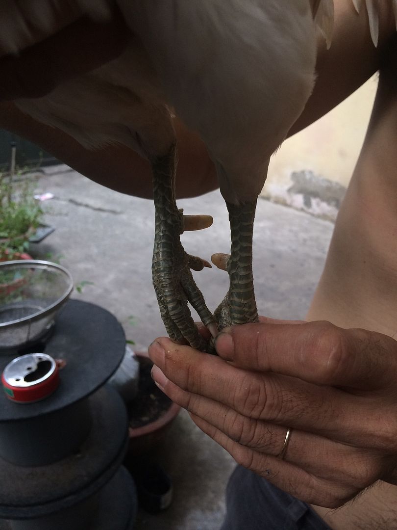 Gà Tre Tuyển Giá Hạt Dẻ - 9