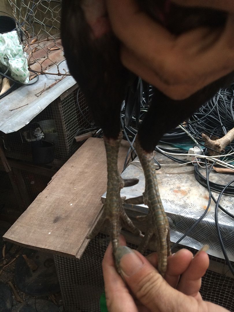 Gà Tre Tuyển Giá Hạt Dẻ - 5