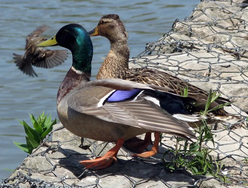 IMAGE: http://i291.photobucket.com/albums/ll293/Chopper_Al/Ducks001.jpg