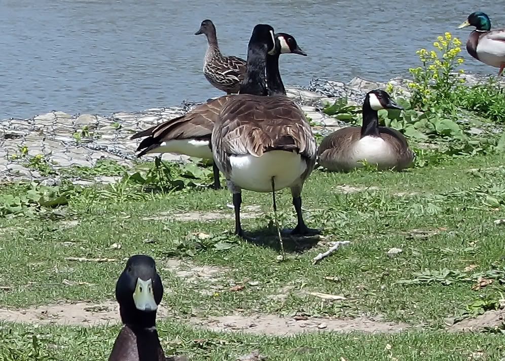 IMAGE: http://i291.photobucket.com/albums/ll293/Chopper_Al/Ducks002.jpg