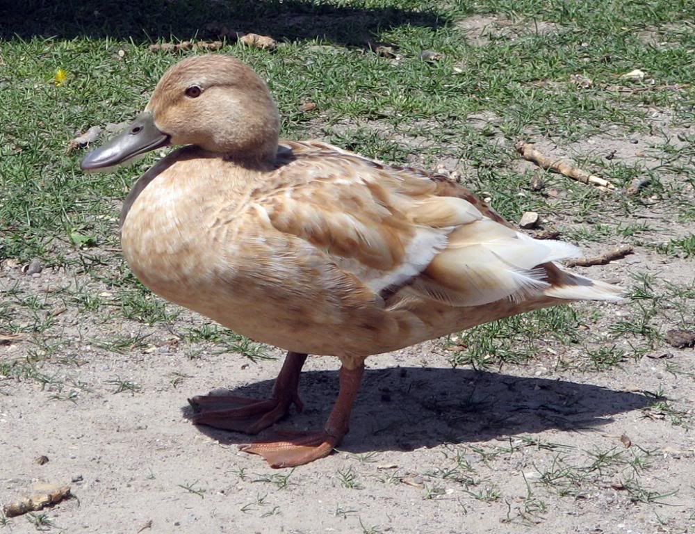 IMAGE: http://i291.photobucket.com/albums/ll293/Chopper_Al/Ducks006.jpg