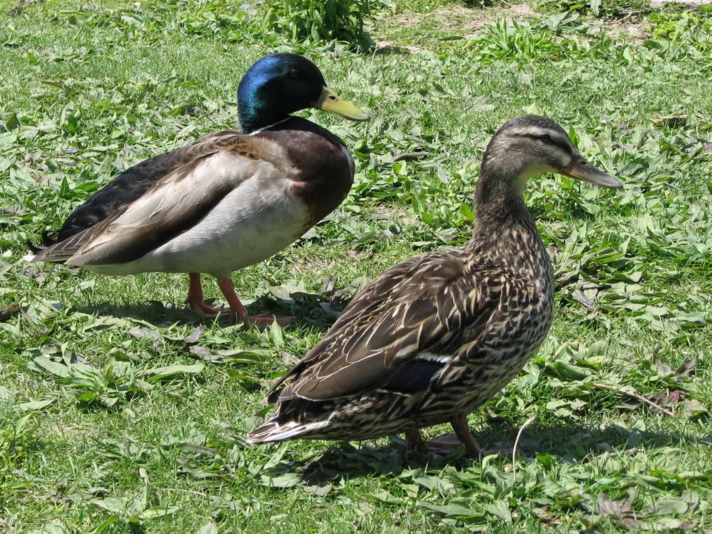 IMAGE: http://i291.photobucket.com/albums/ll293/Chopper_Al/Ducks007.jpg