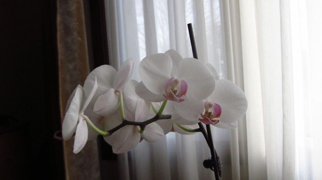 IMAGE: http://i291.photobucket.com/albums/ll293/Chopper_Al/IMG_0021.jpg