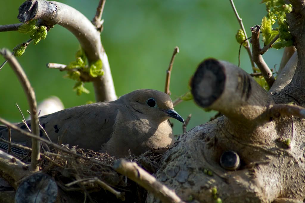 IMAGE: http://i291.photobucket.com/albums/ll293/Chopper_Al/dove_001.jpg