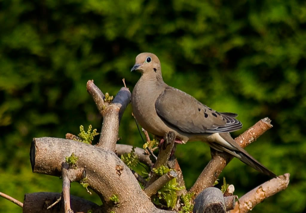 IMAGE: http://i291.photobucket.com/albums/ll293/Chopper_Al/dove_002.jpg