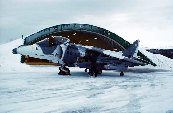 harrier-in-snow-out-side-ha.jpg