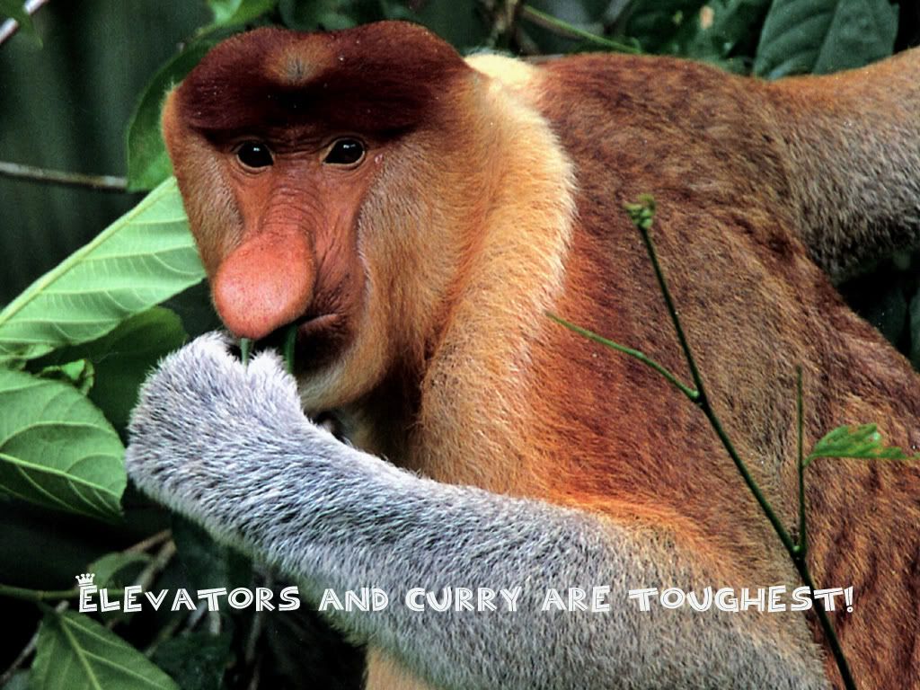 Borneo-Proboscis-Monkey.jpg