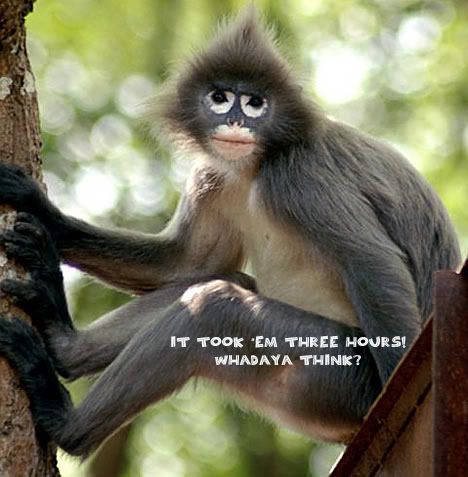 SpectacledMonkeyR_468x477.jpg