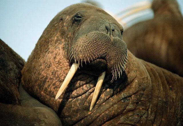 walrus-portrait.jpg