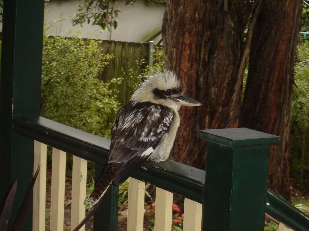 2010KookaburraonDeck005.jpg