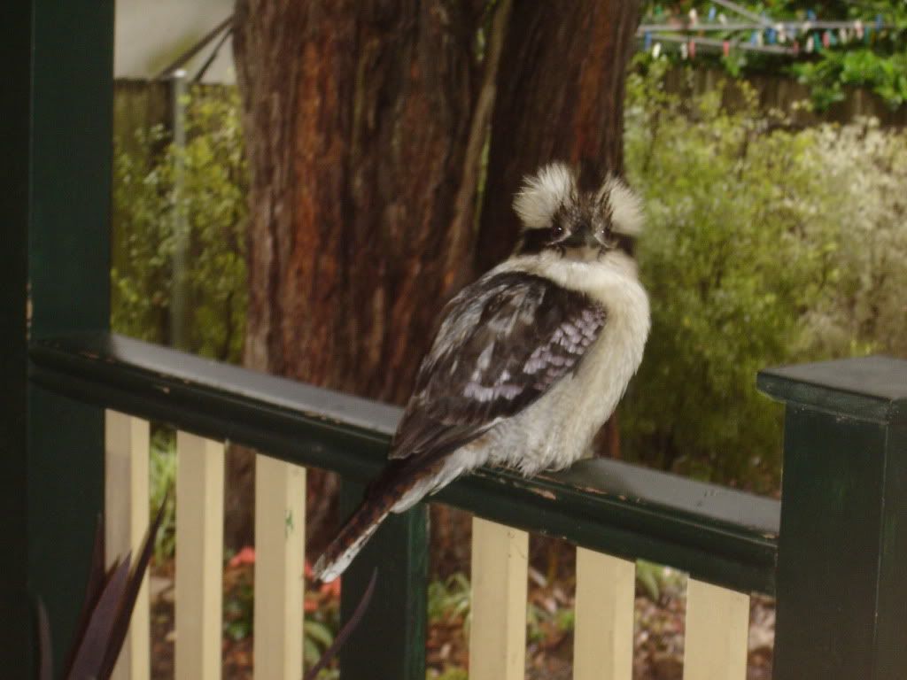 2010KookaburraonDeck006.jpg