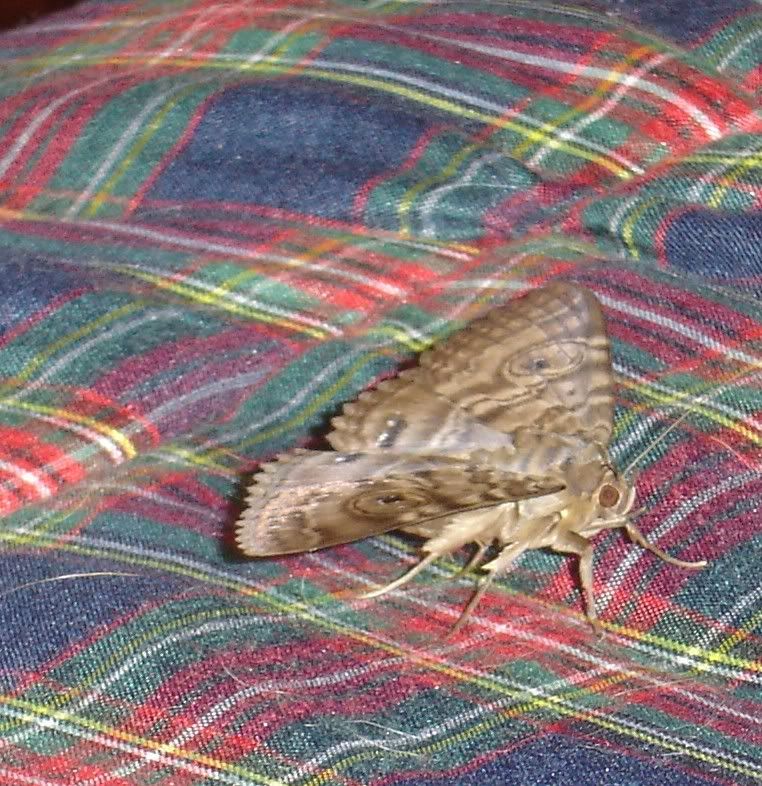 2010Moth001.jpg