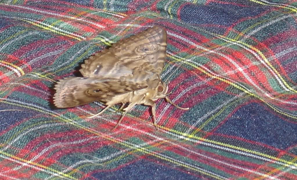 2010Moth002.jpg