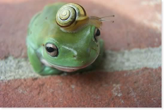 frogandsnail.jpg