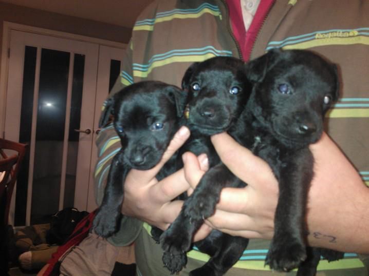 dogpups.jpg