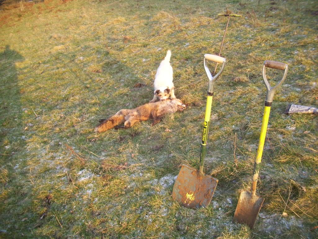 terriers009-2.jpg