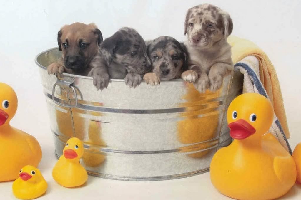 Puppies And Ducks