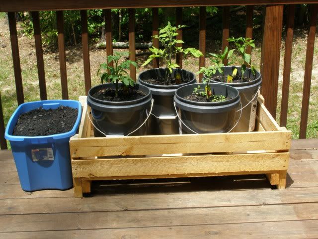 Bucket Garden